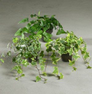 Geen afbeelding ingesteld hedera 9cm.jpg